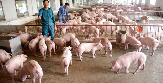 CÔNG ĐIỆN:  Về việc tăng cường kiểm soát vận chuyển lợn, sản phẩm từ lợn qua biên giới