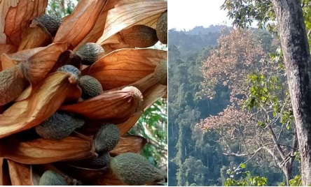 Nghiêm cấm việc chặt hạ cây ươi để hái quả, chặt hạ cây rừng để khai thác lâm sản ngoài gỗ