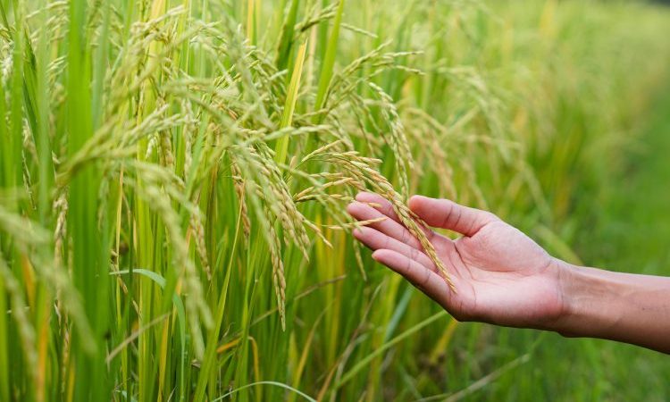 Ứng dụng công nghệ, kỹ thuật mới để tăng lợi nhuận cho nghề trồng lúa