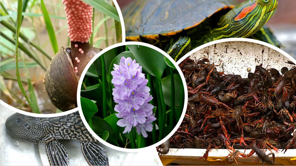 Ngăn chặn, giảm thiểu sự xuất hiện và tác động của các loài ngoại lai xâm hại và quản lý thuốc BVTV