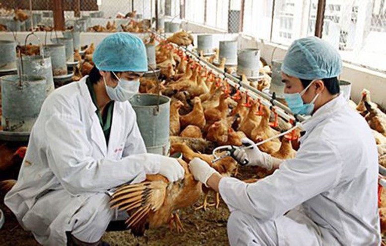 Thủ tướng chỉ đạo triển khai đồng bộ các giải pháp phòng, chống dịch bệnh gia súc, gia cầm