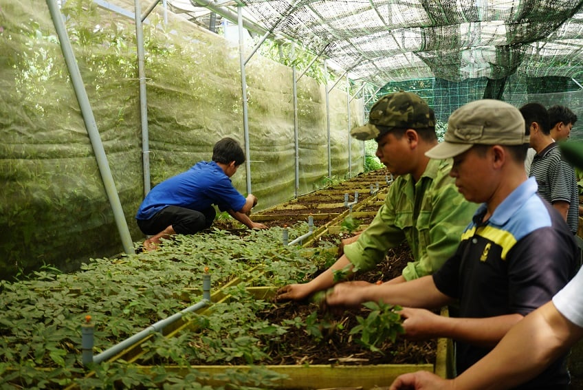 Quảng Nam đưa “Sâm Ngọc Linh - từ sản phẩm quốc gia tới thương hiệu toàn cầu”